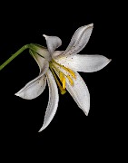 Lilium washingtonianum - Washington Lily 20-0286